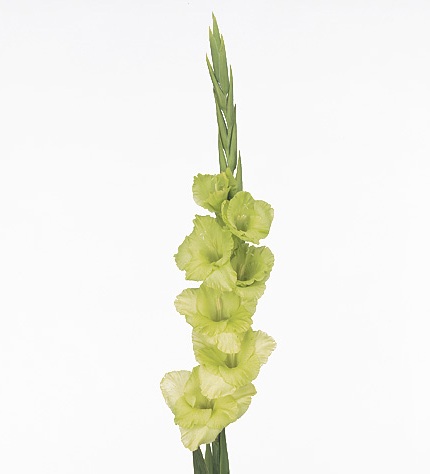 GLADIOOL GR GREEN STAR